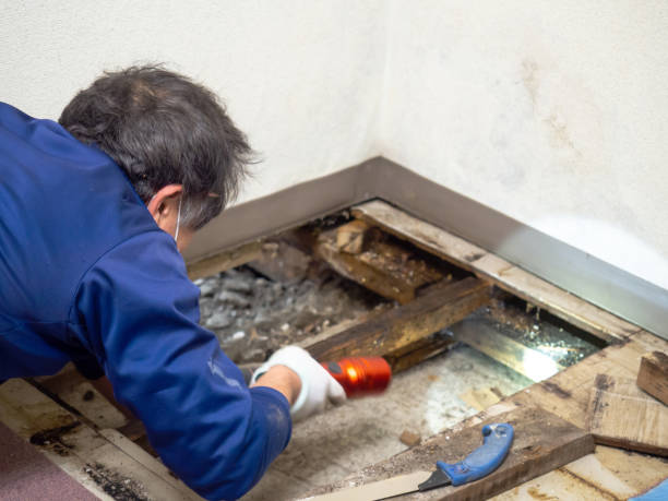 Best Attic Mold Removal  in Beattystown, NJ