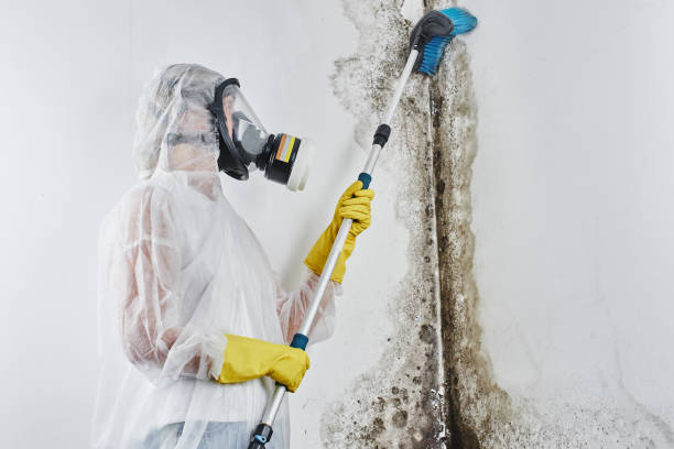 Best Home Mold Removal  in Beattystown, NJ