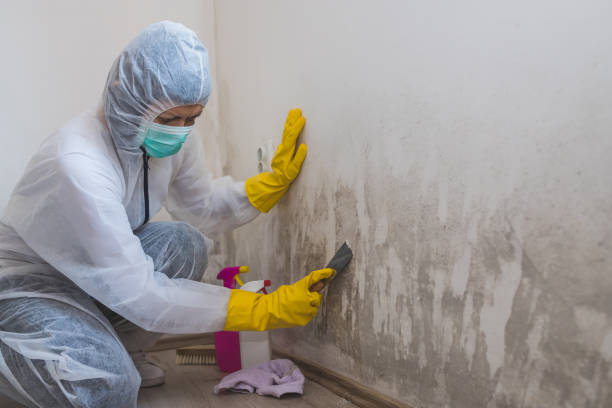 Best Mold Damage Repair  in Beattystown, NJ
