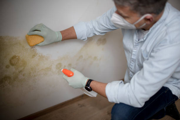 Best Mold Cleaning Services  in Beattystown, NJ