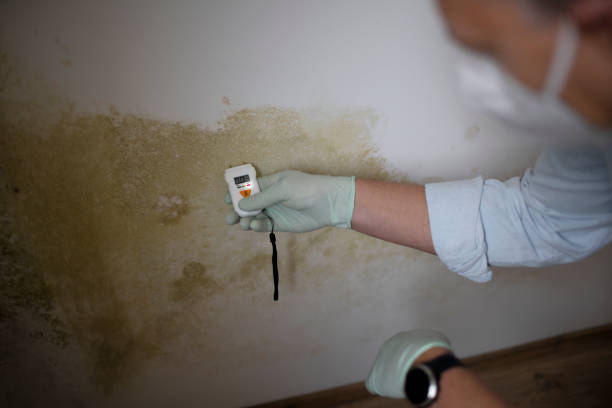 Best Professional Mold Removal  in Beattystown, NJ