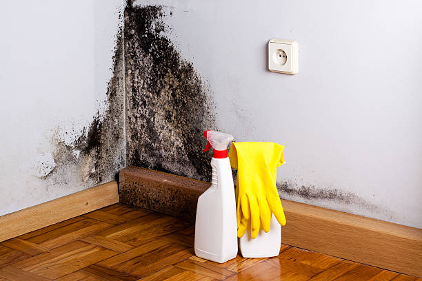 Best Toxic Mold Removal  in Beattystown, NJ