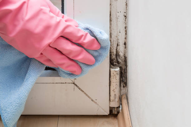 Best Mold Removal Company Near Me  in Beattystown, NJ