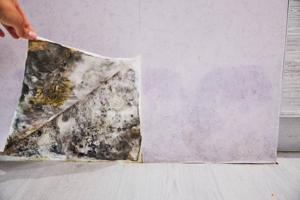 Professional Mold Removal in Beattystown, NJ